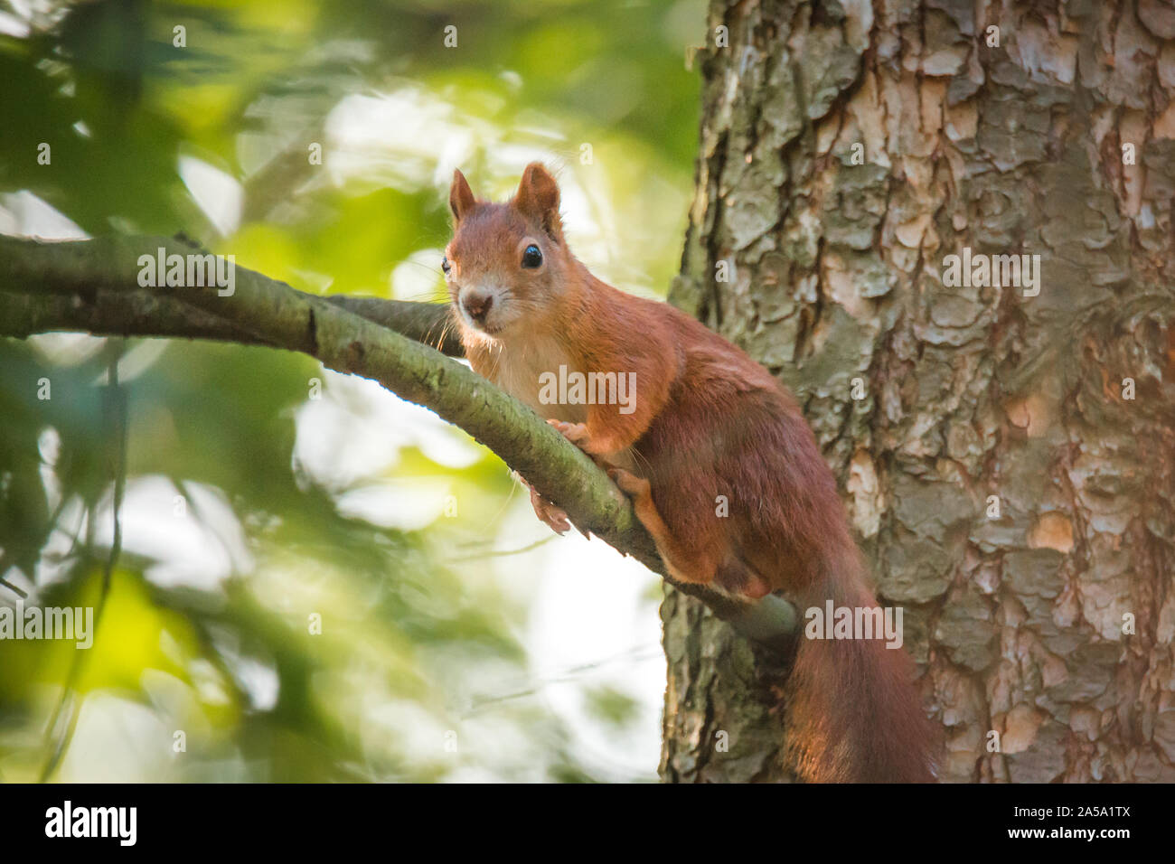 Neugierig Eichhörnchen im Herbst Park Stockfoto