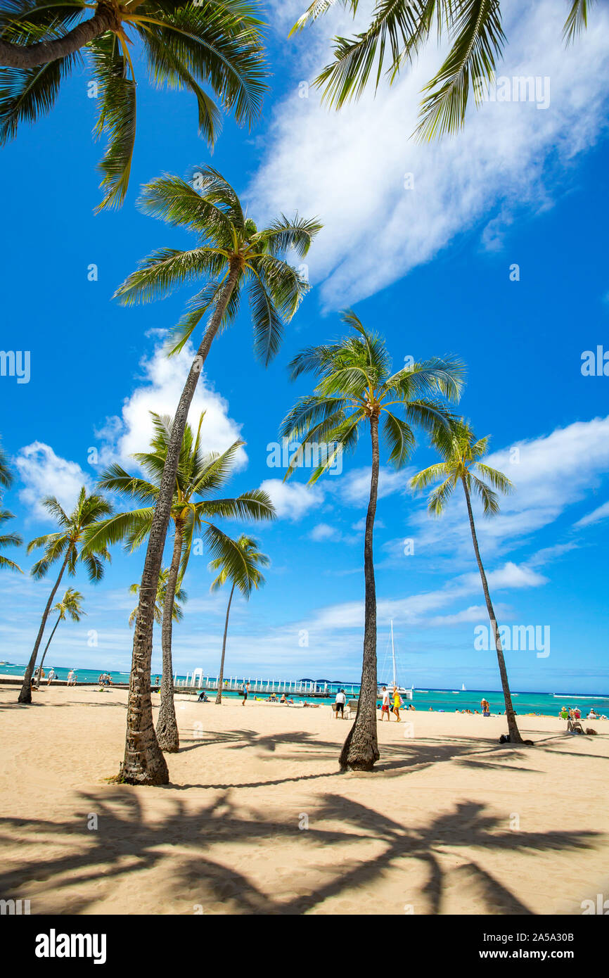 Palmen und einen sonnigen Tag auf kahanamoku Beach, Oahu, Hawaii. Stockfoto