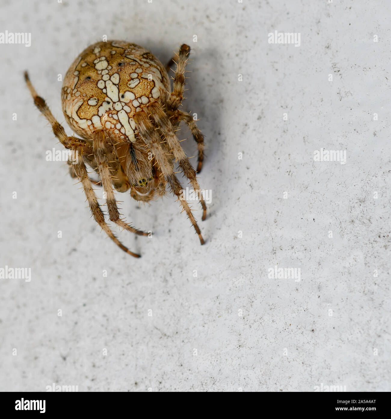 Makroaufnahme eines großen europäischen Gartenkreuzspinne (Araneus diadematus). Stockfoto