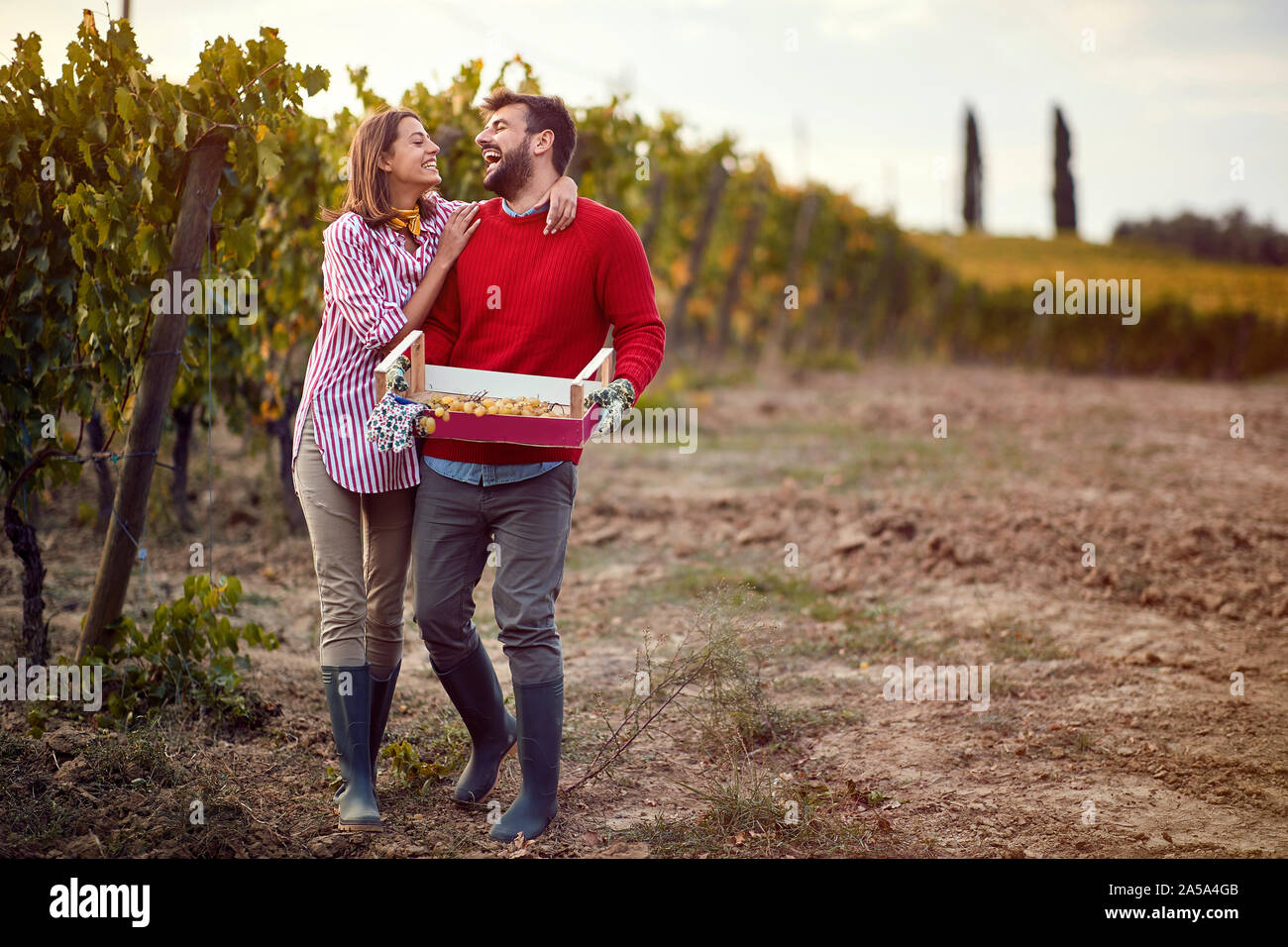 Glücklich der Mann und die Frau der Ernte Trauben im Weinberg. Stockfoto