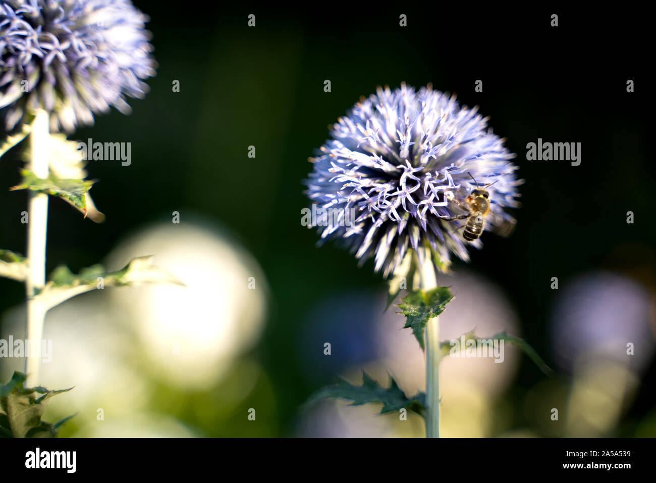 Globus Disteln oder echinops, sind in der Regel gefunden, in dem er wild und Gärten und locken Insekten im Sommer und frühen Herbst. Das Thistle hat ein Stockfoto