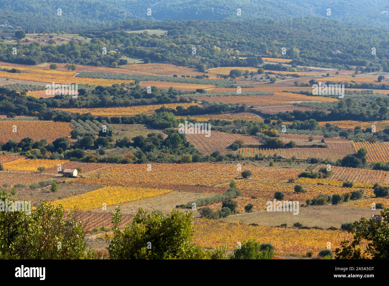 Weinberg im Herbst in der Gegend von Aniane und Puechabon, in der Nähe von Saint Guilhem Le Desert, Herault Tal, Occitanie Frankreich. Stockfoto