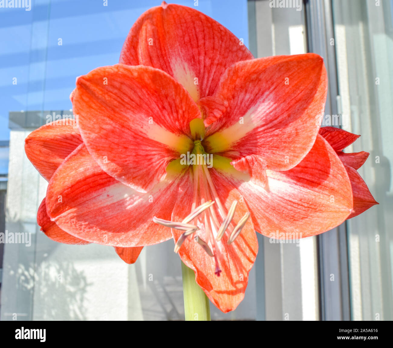 Schöne Amaryllis Blume mit Stiel Stockfoto