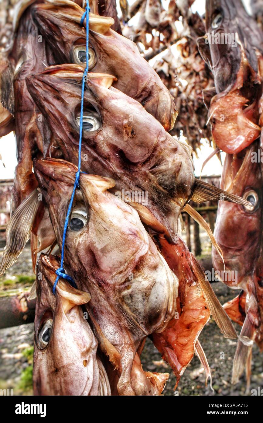Fischköpfe trocknen außerhalb in Island. Getrockneter Fisch (Harðfiskur) ist eine isländische Delikatesse und hat eine Heftklammer in der Küche von Island seit Jahrhunderten. Stockfoto