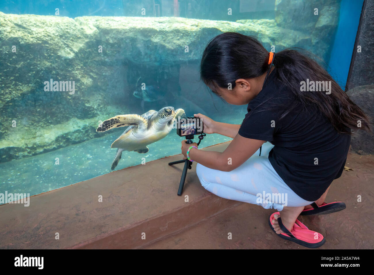 Kiara Fleetham (MR) erhält einen Schuß eines grünen Meeresschildkröte, Chelonia mydas, eine bedrohte Art, im Maui Ocean Center, Hawaii. Stockfoto