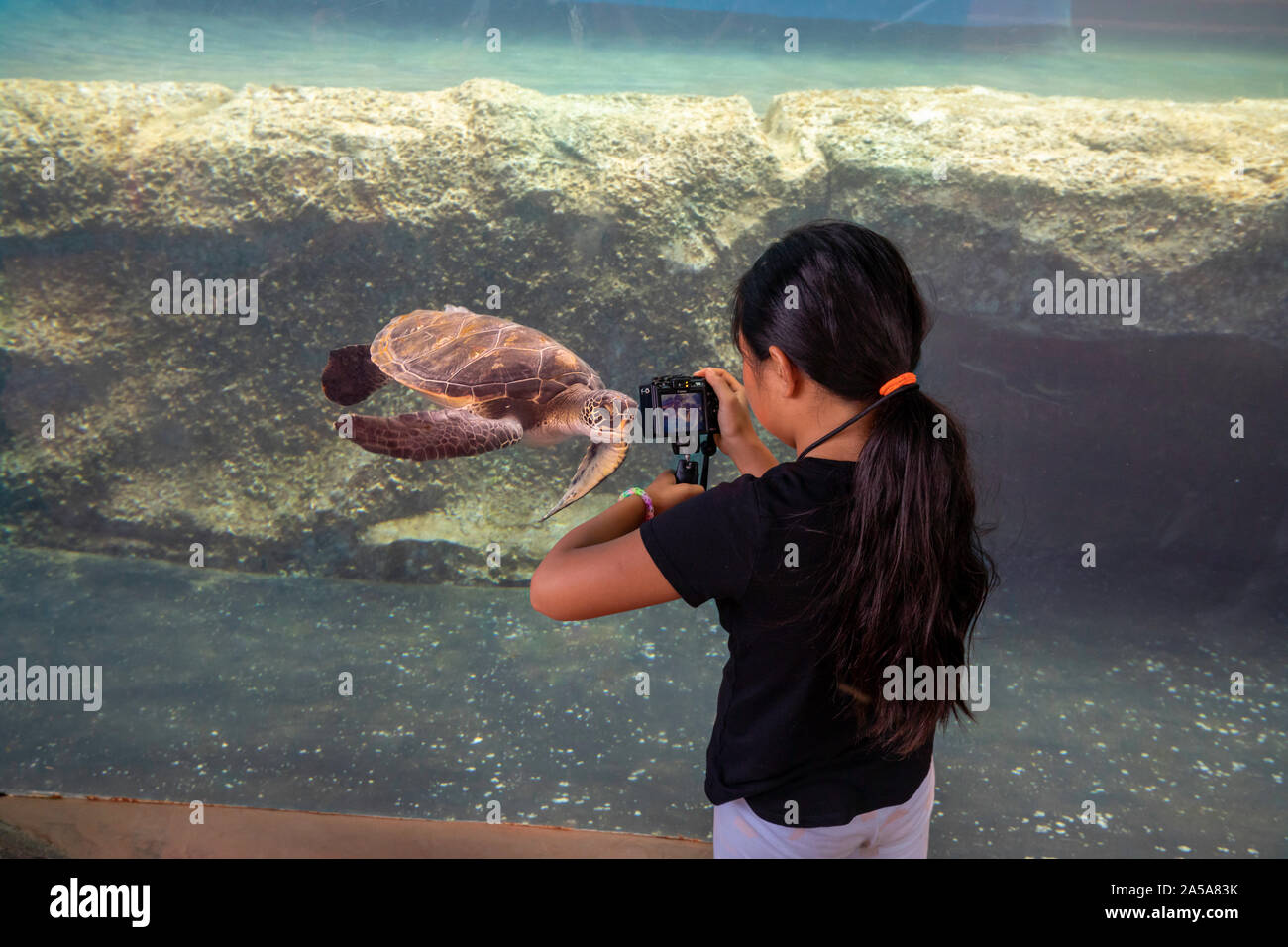 Kiara Fleetham (MR) erhält einen Schuß eines grünen Meeresschildkröte, Chelonia mydas, eine bedrohte Art, im Maui Ocean Center, Hawaii. Stockfoto