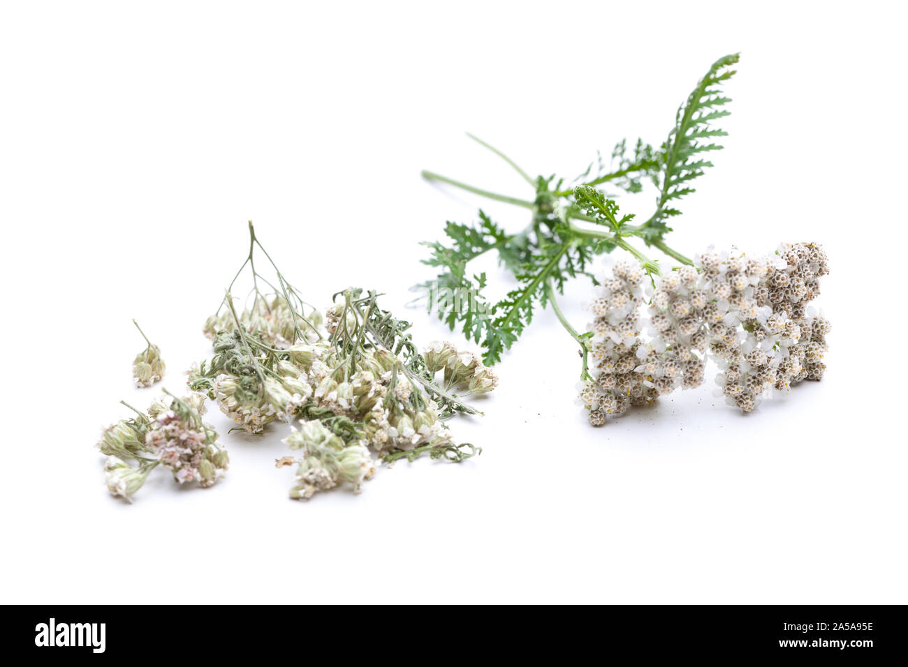 Schafgarbe (Achillea millefolium) getrocknete und frische Stockfoto
