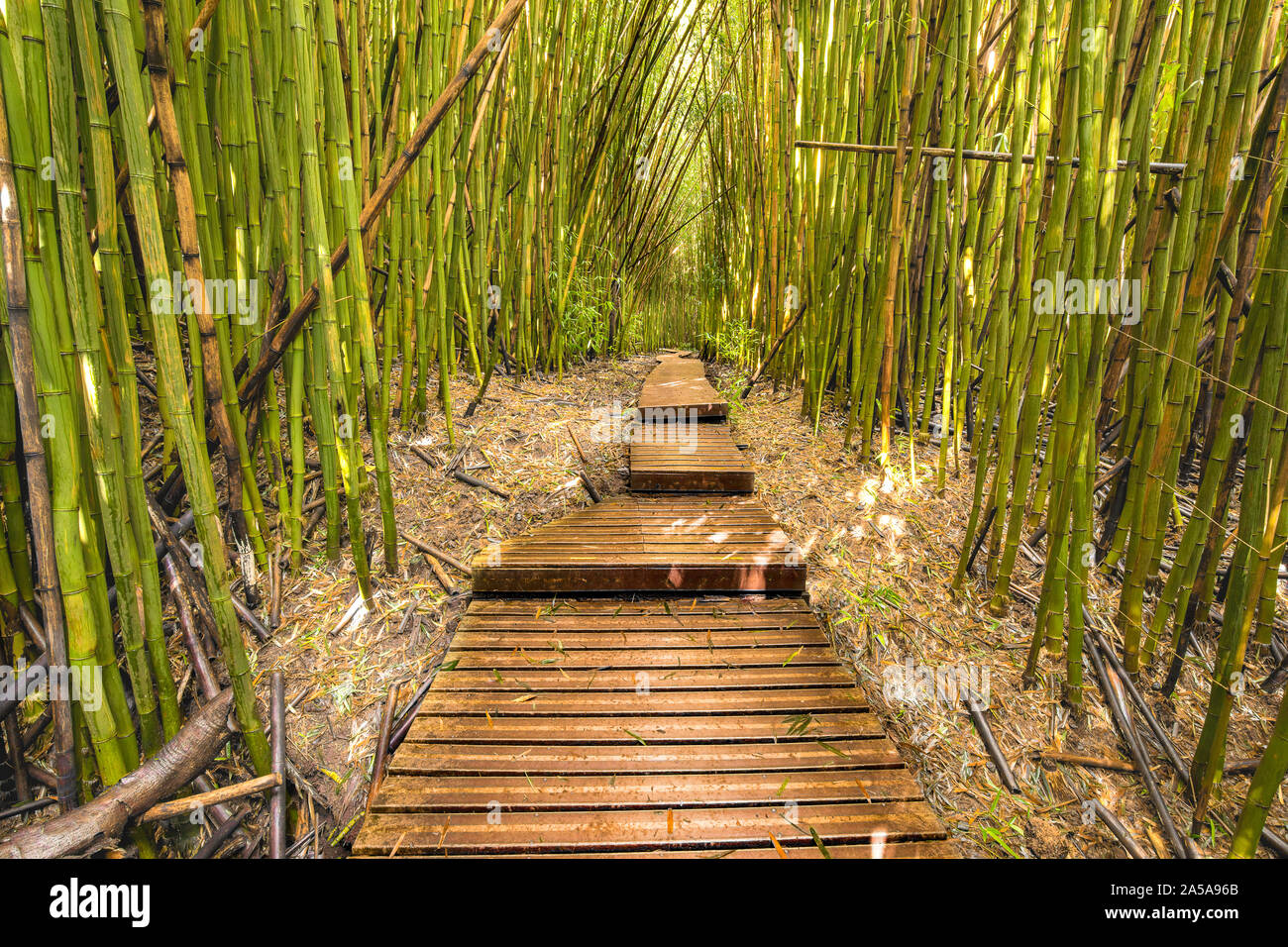 Eine 2 Km Wanderung von der Hauptstraße, die durch dieses Bambus Wald führt Sie vorbei an vielen Wasserfällen, die durch oheo Gulch, in der Nähe von Hana in Hale entfernt Stockfoto