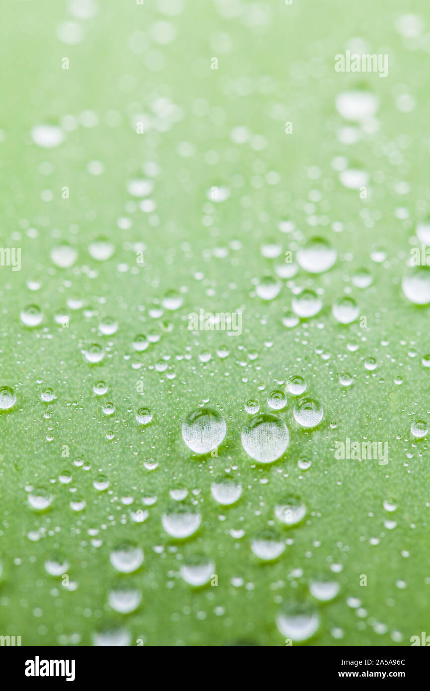 Tropfen auf ein Aloe Vera Blatt Stockfoto