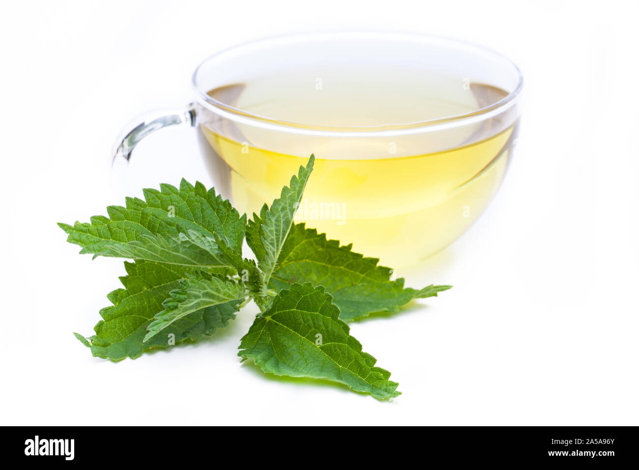 Heilende Pflanzen: (Urtica dioica) - brennnessel Tee Stockfoto