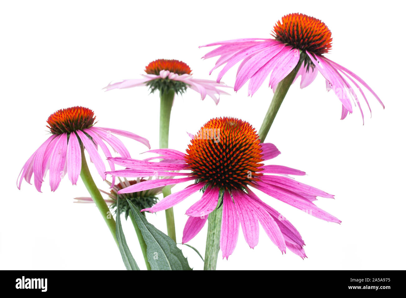 Heilende Pflanzen: Coneflower (Echinacea purpurea) auf weißem Hintergrund Stockfoto