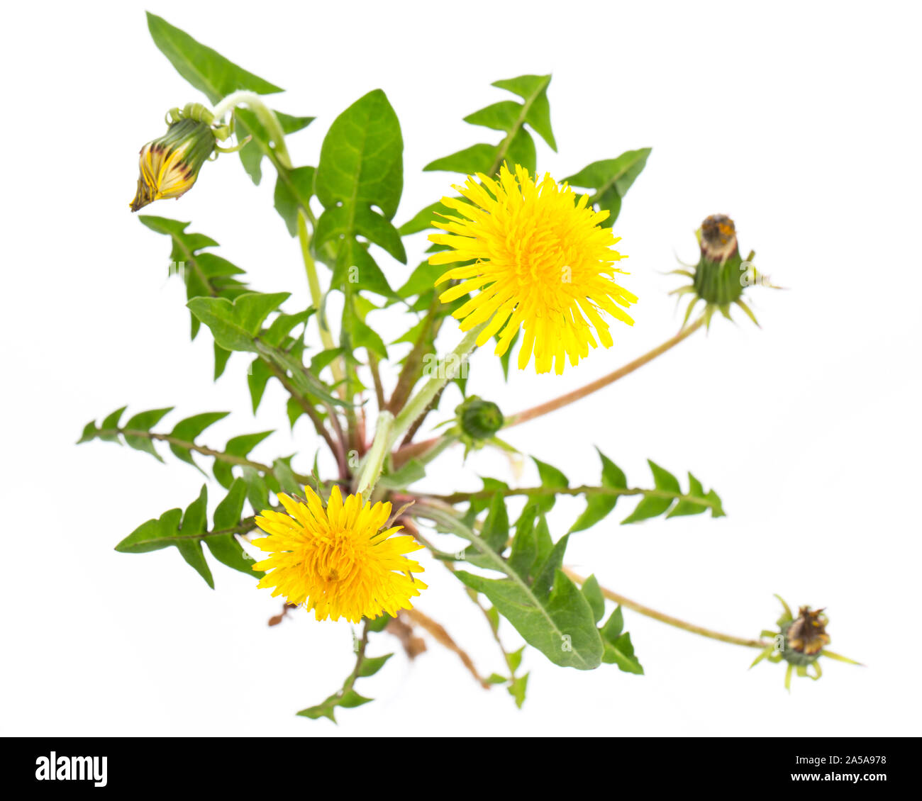 Heilende Pflanzen: Löwenzahn (Taraxacum officinale) von oben auf weißem Hintergrund Stockfoto