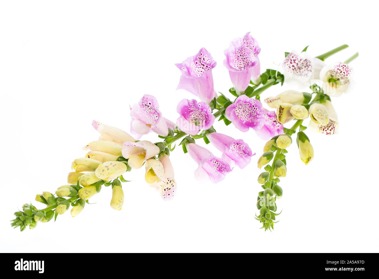 Heilende Pflanzen: Fingerhut (Digitalis purpurea) - Lügen auf weißem Hintergrund Stockfoto