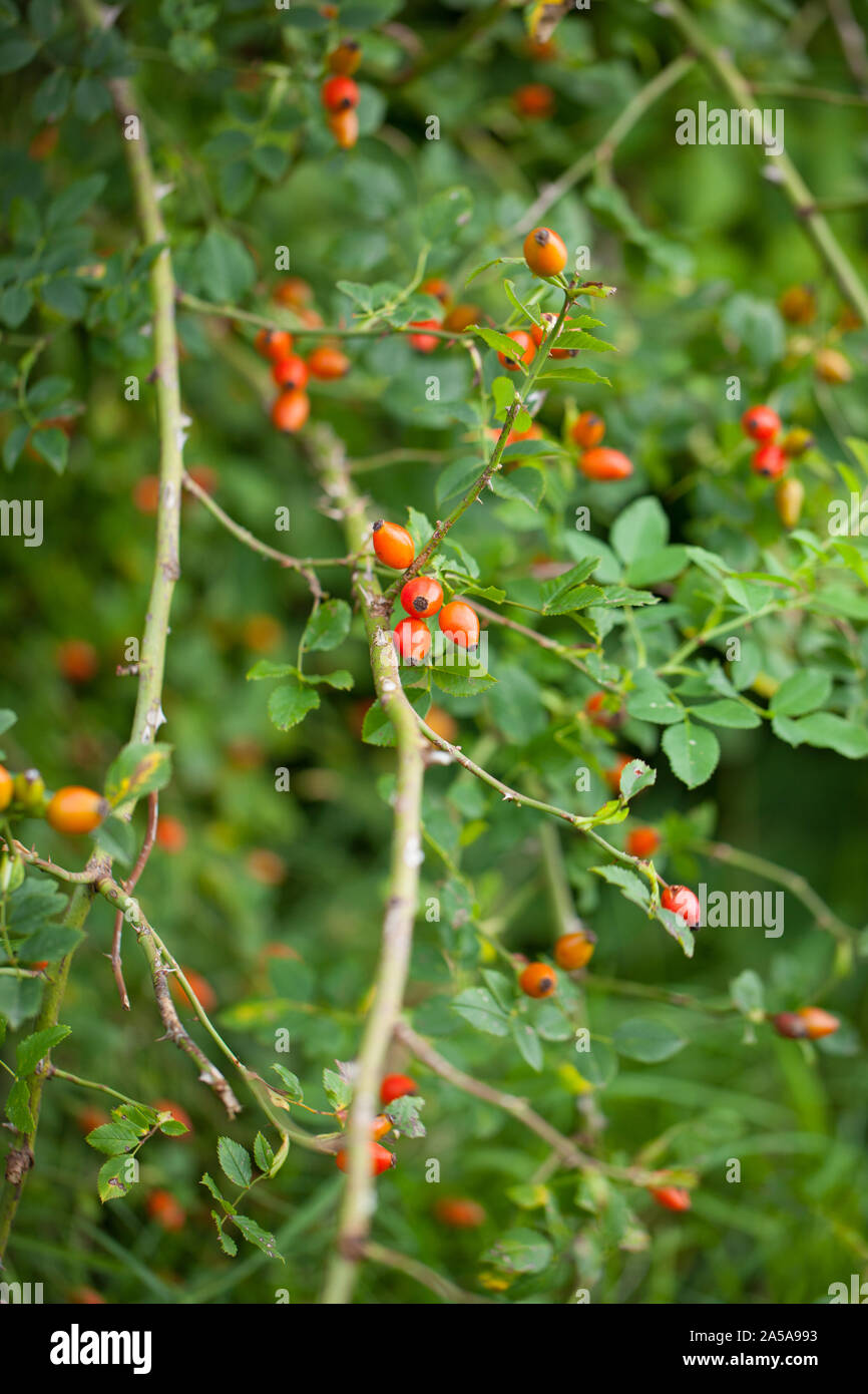 Viele Hagebutten am Strauch Stockfoto