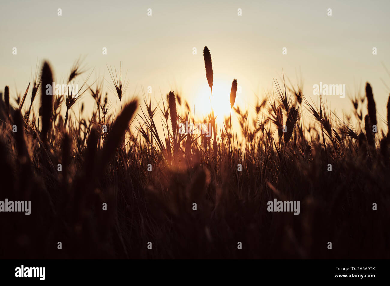 Sommer Gräser mit samenköpfe Gegenlicht der Sonne - Flora Natur Hintergrund Stockfoto