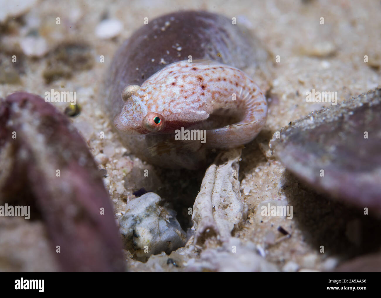 Chubby clingfish (Apletodon pellegrini) in eine leere Schale sitzen. Kleines Licht farbige Fische mit großen Augen an. Stockfoto