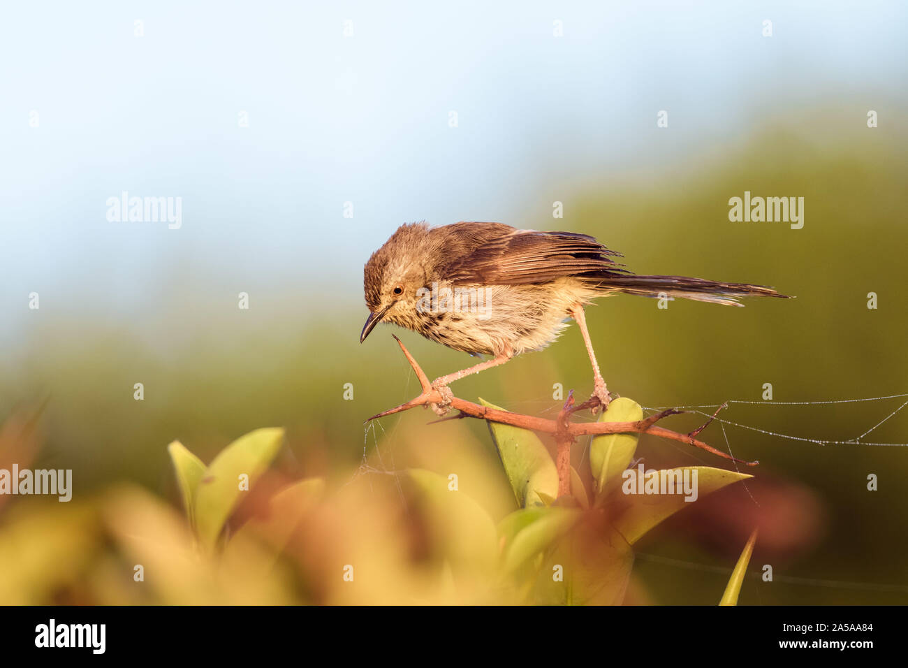 Die Karoo prinia oder Gefleckt prinia (Prinia Maculosa) Stockfoto