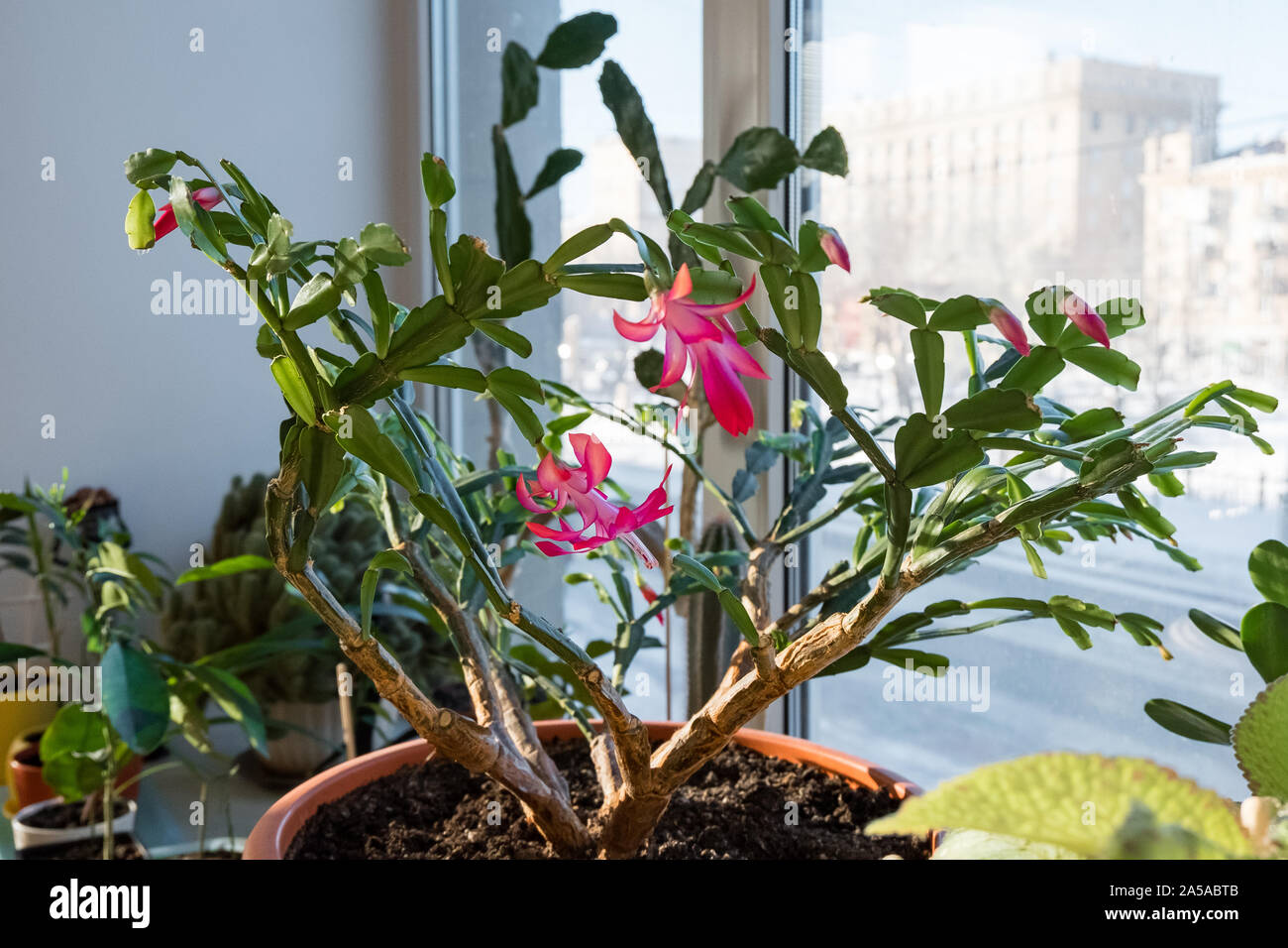 Indoor Pflanzen Schlumbergera. Zimmerpflanze dekabrist Blten. Eine Blume  auf der Fensterbank Stockfotografie - Alamy