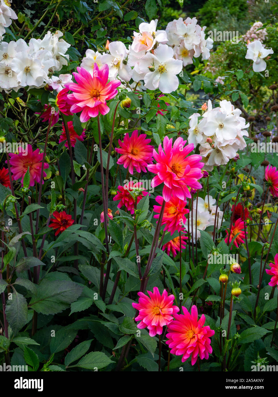 Pastellfarben und Dahlie Karma peachrose Fuschiana an chenies Manor Garden im Spätsommer; eine hübsche Blütenpracht im Hauptwerk Grenze. Stockfoto
