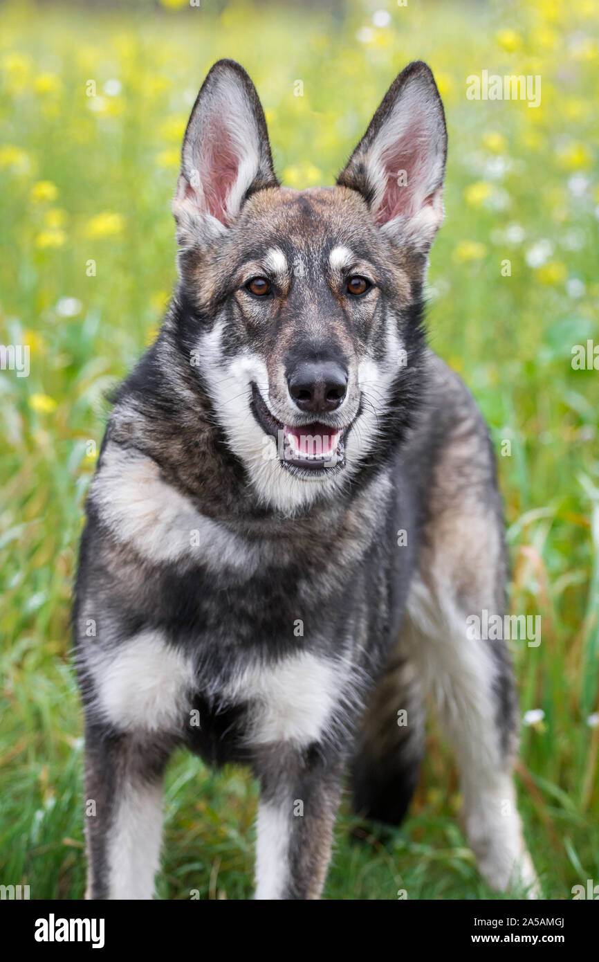 Sandros Leisha Wolfsschäferhund, ein Wolfshund Rasse Stockfoto