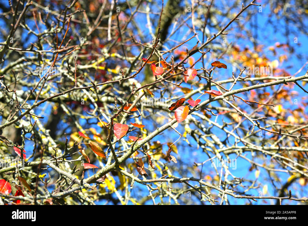 Apple tree mit vergilbten und grüne Blätter im Herbst vor blauem Himmel Stockfoto
