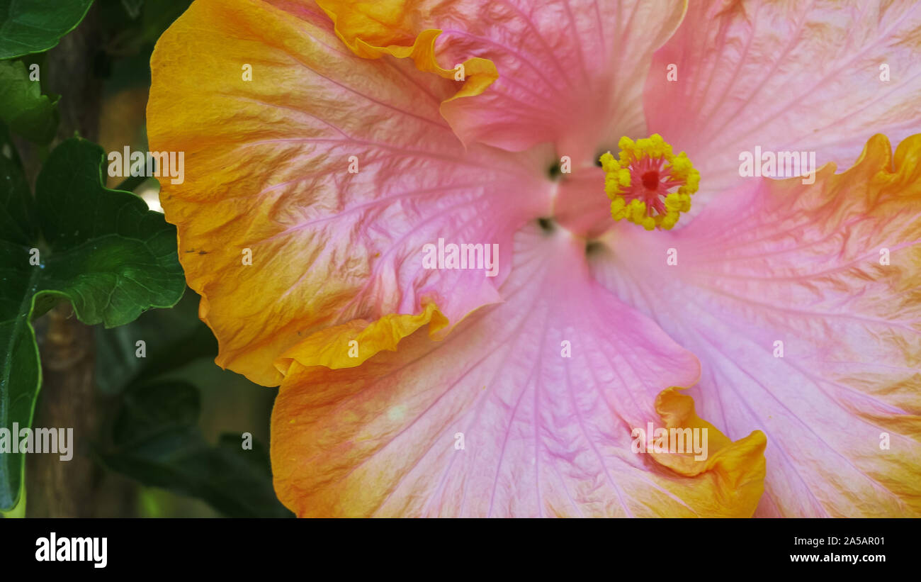 In der Nähe der Gelb und Rosa tropischen Hibiskus Stockfoto
