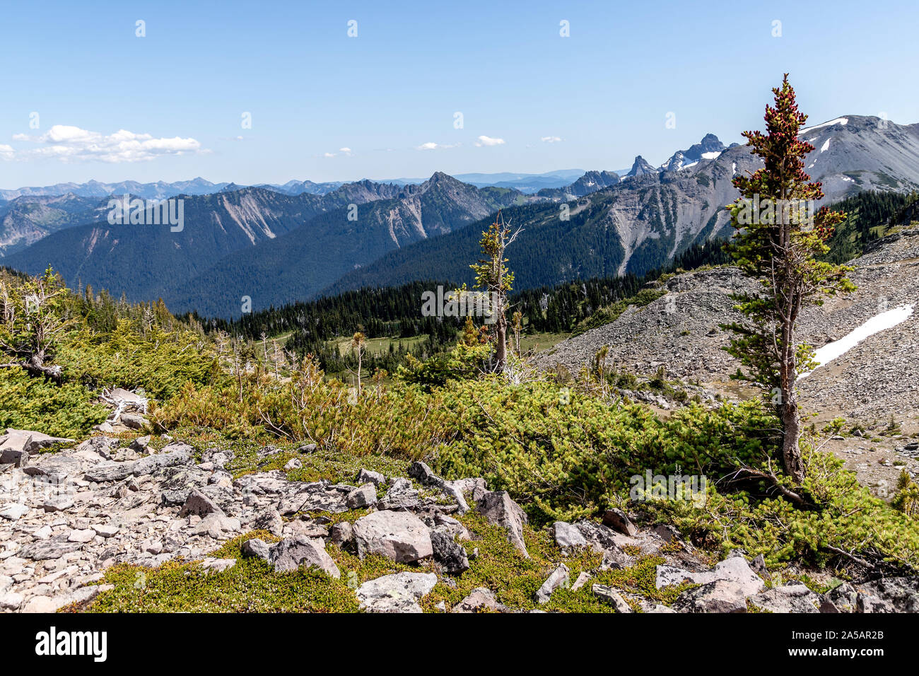 Nationalpark Mt. Rainier Stockfoto