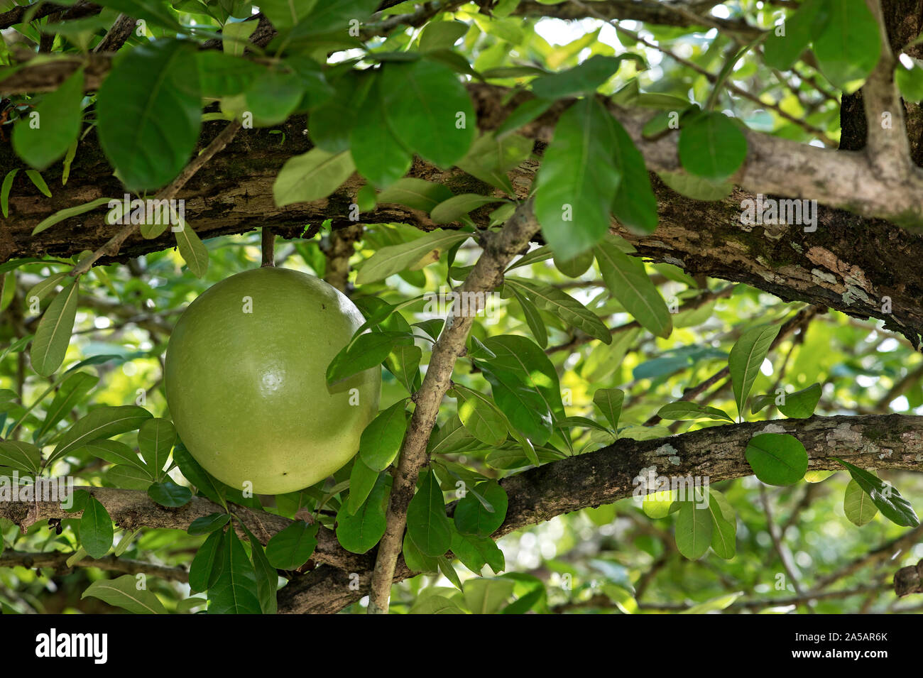Früchte der Bengalische Quitte Baum oder Bael (Aegle marmelos), Heilpflanzen, Luang Prabang, Laos Stockfoto