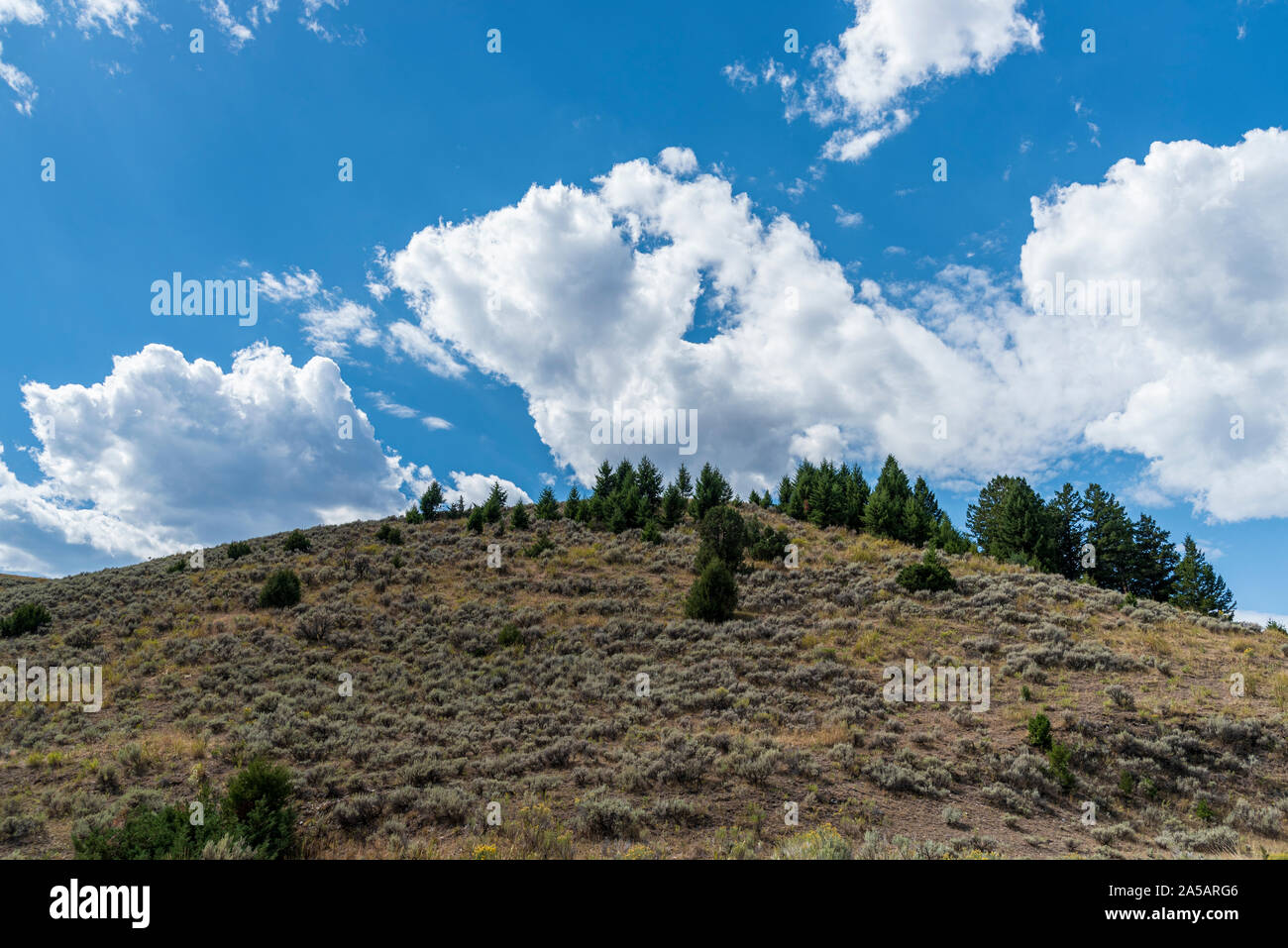 Hügel bedeckt im Sagebrush und Bäume unter strahlend blauen Himmel mit großen flauschigen weissen Wolken. Stockfoto