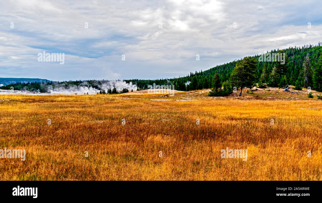 Golden grasartige Felder mit Hügel im grünen Wald bei bewölktem Himmel bedeckt. Stockfoto