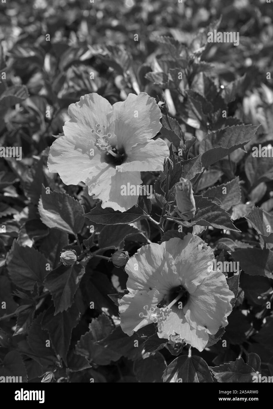 Bush mit blühenden red Hibiscus Blüten mit gelben Pollen in ihnen. Rund um die exotischen tropischen Blumen können Sie sehen viel von grünen Blättern. Zypern. Stockfoto