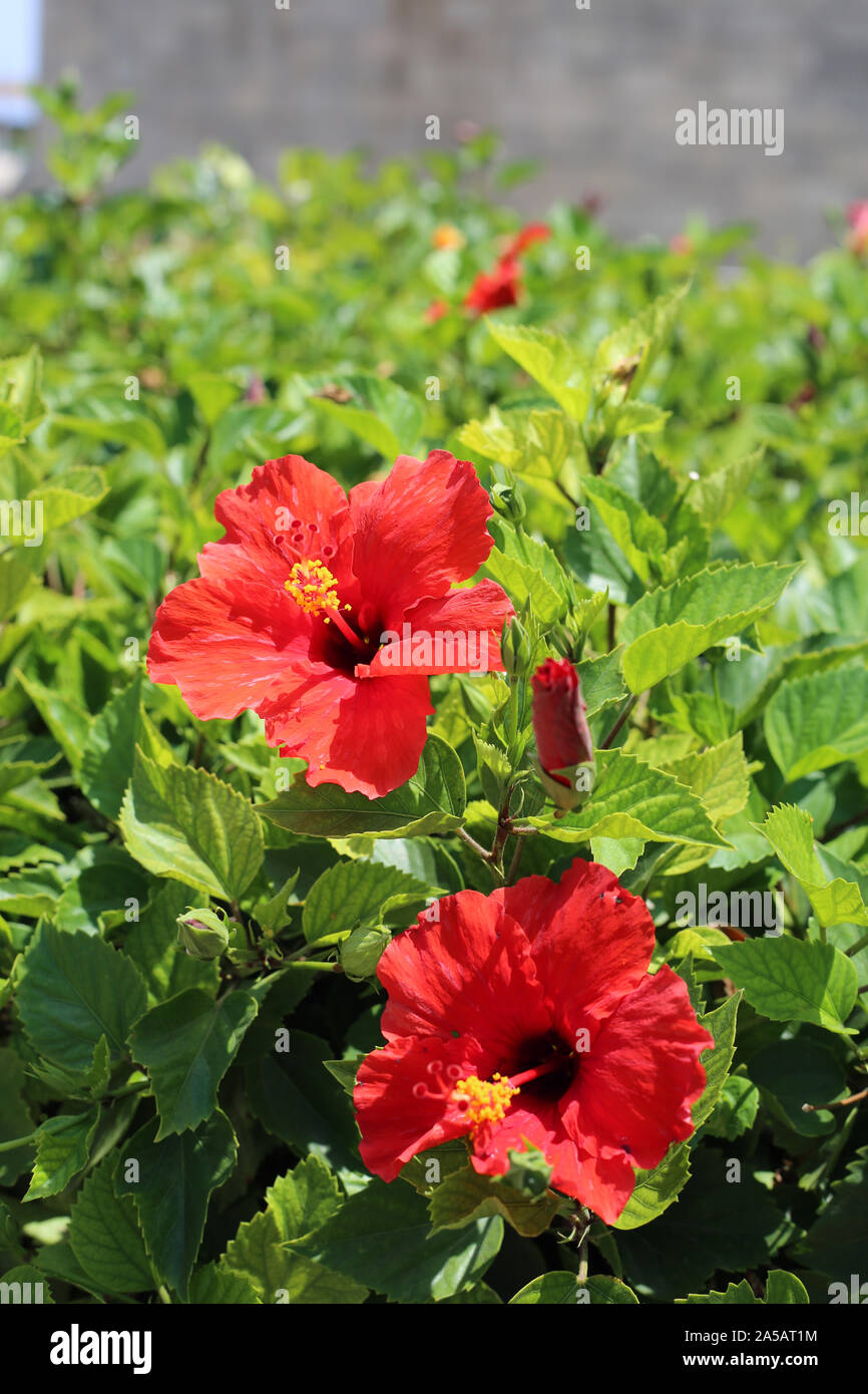 Bush mit blühenden red Hibiscus Blüten mit gelben Pollen in ihnen. Rund um die exotischen tropischen Blumen können Sie sehen viel von grünen Blättern. Zypern. Stockfoto