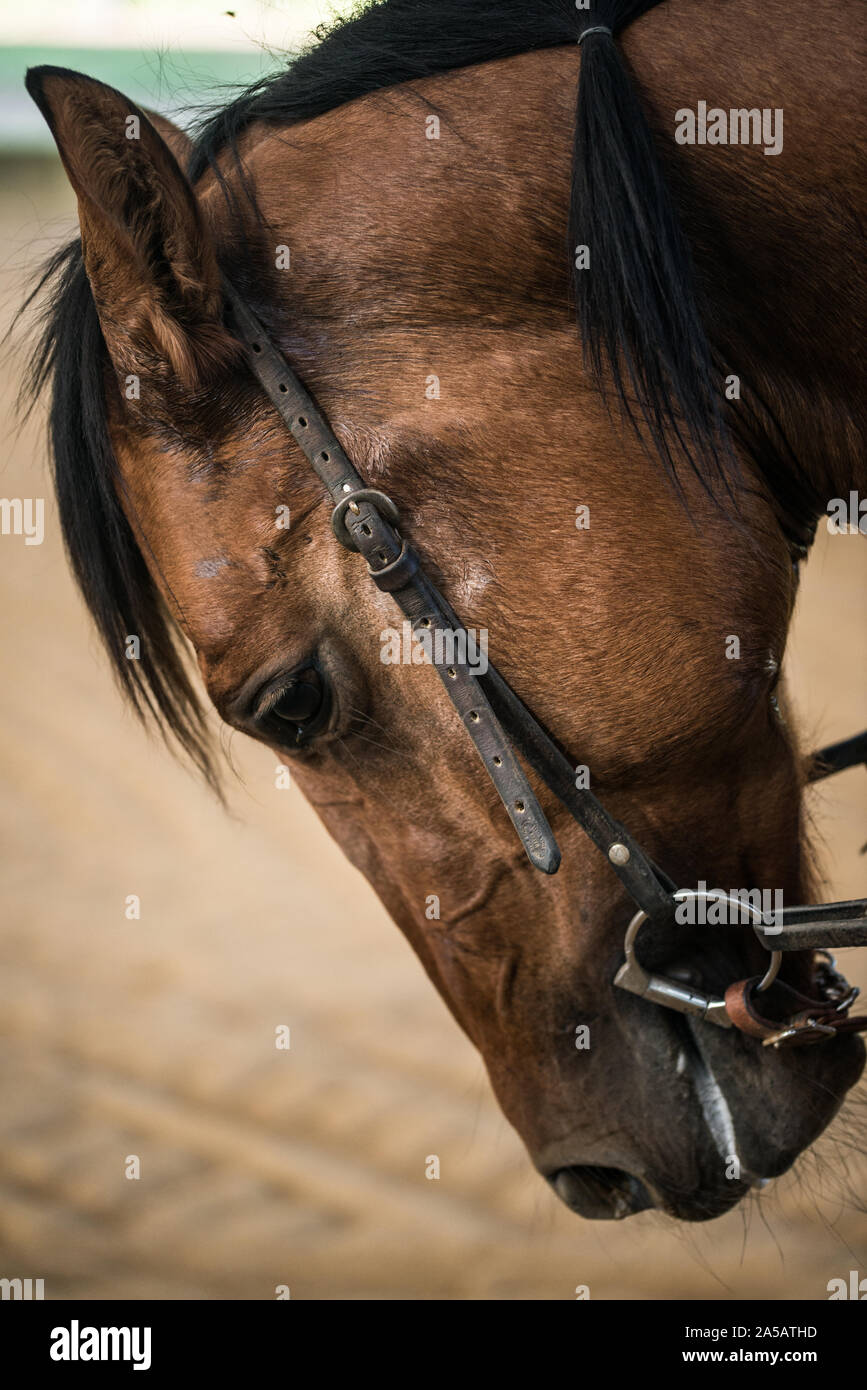Cisal Pferde, Piemont, ottobre 2019 Stockfoto