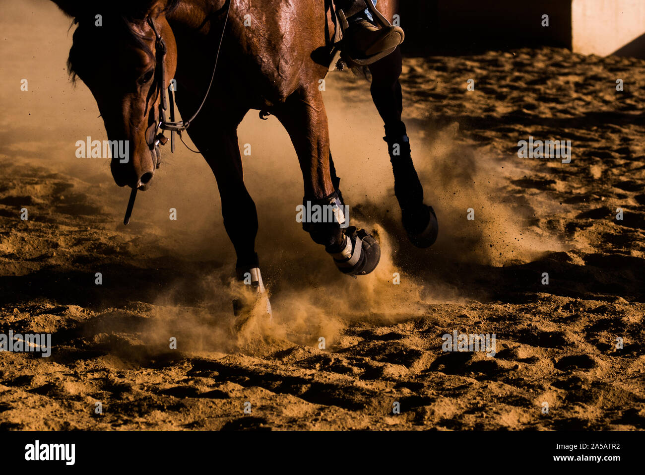 Cisal Pferde, Piemont, ottobre 2019 Stockfoto
