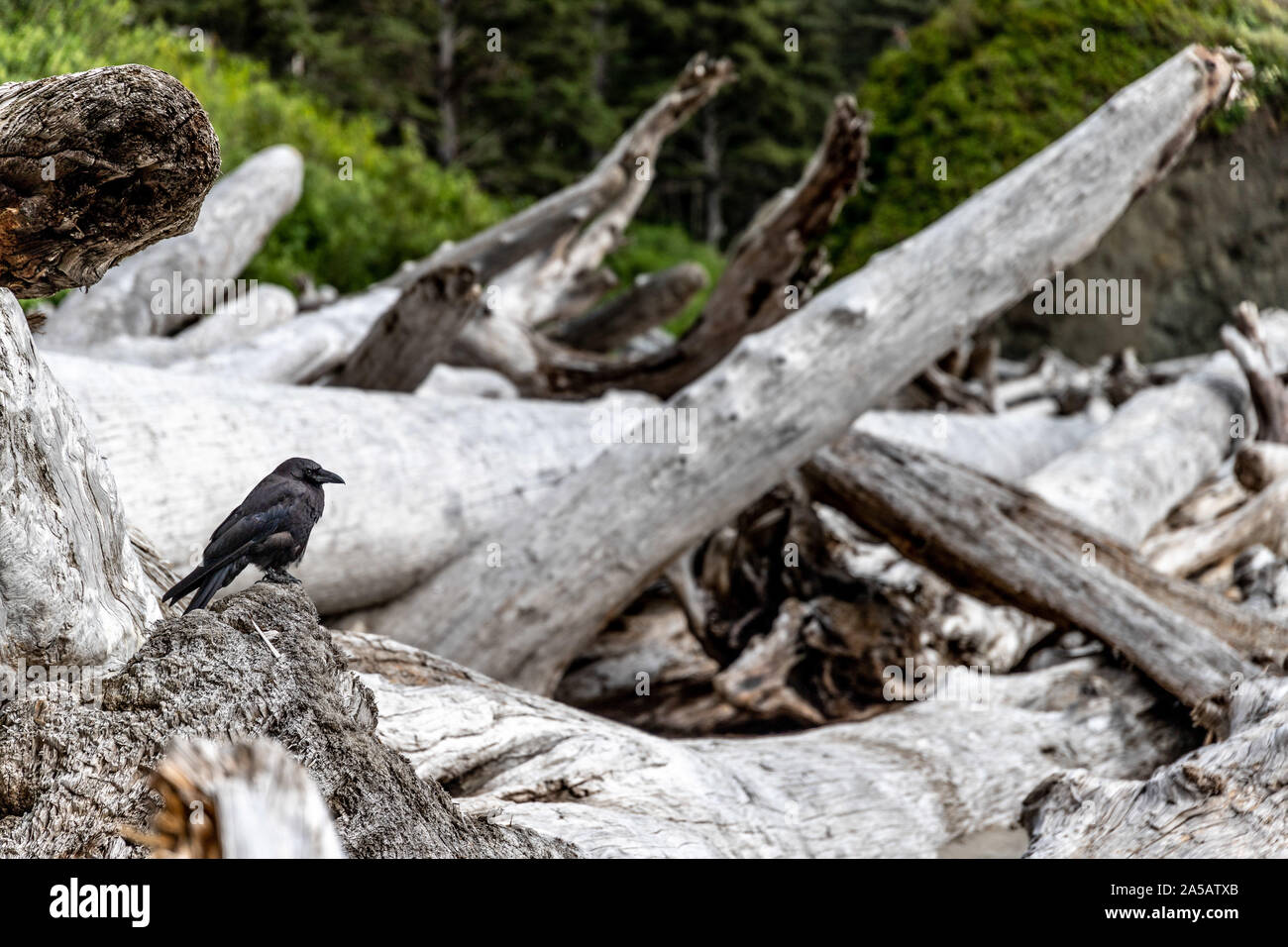 National park Olympic Gabeln und zweiten Strand La Push Stockfoto