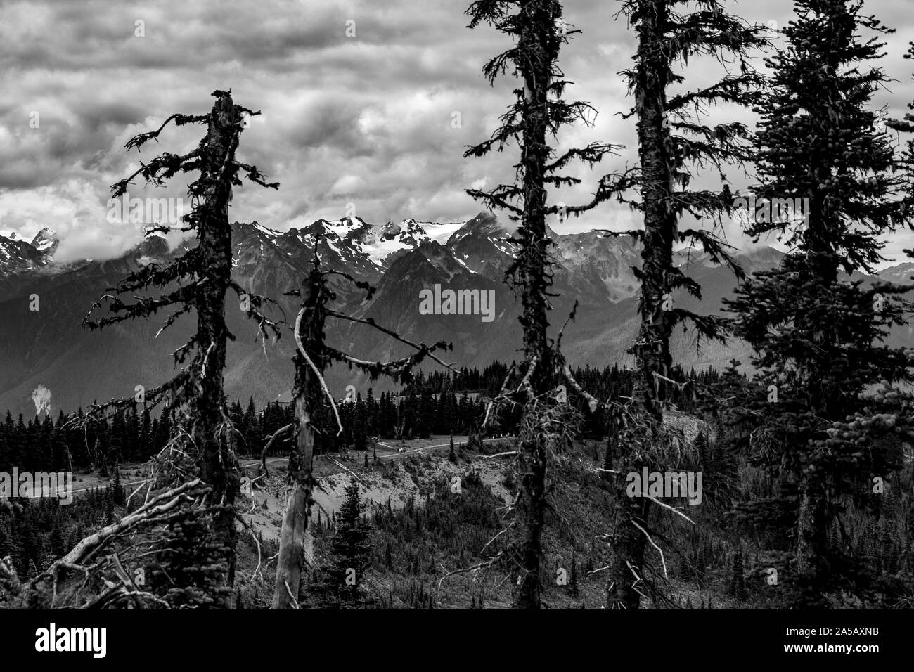 Sommer im Nationalpark Mt. Rainier Stockfoto