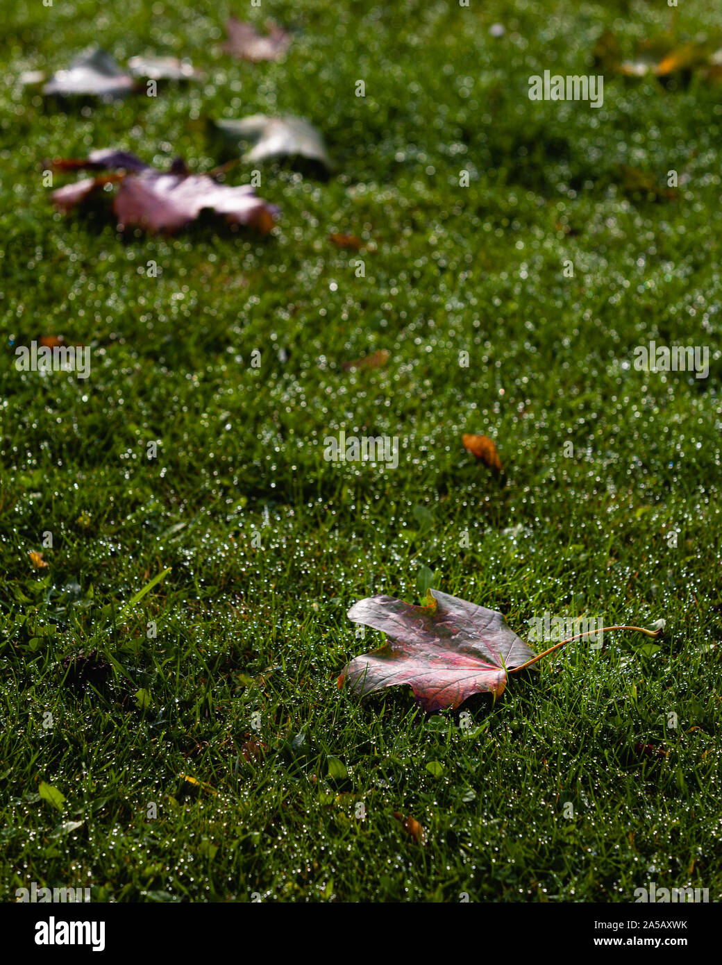 Sycamore treibt in den Garten. Stockfoto