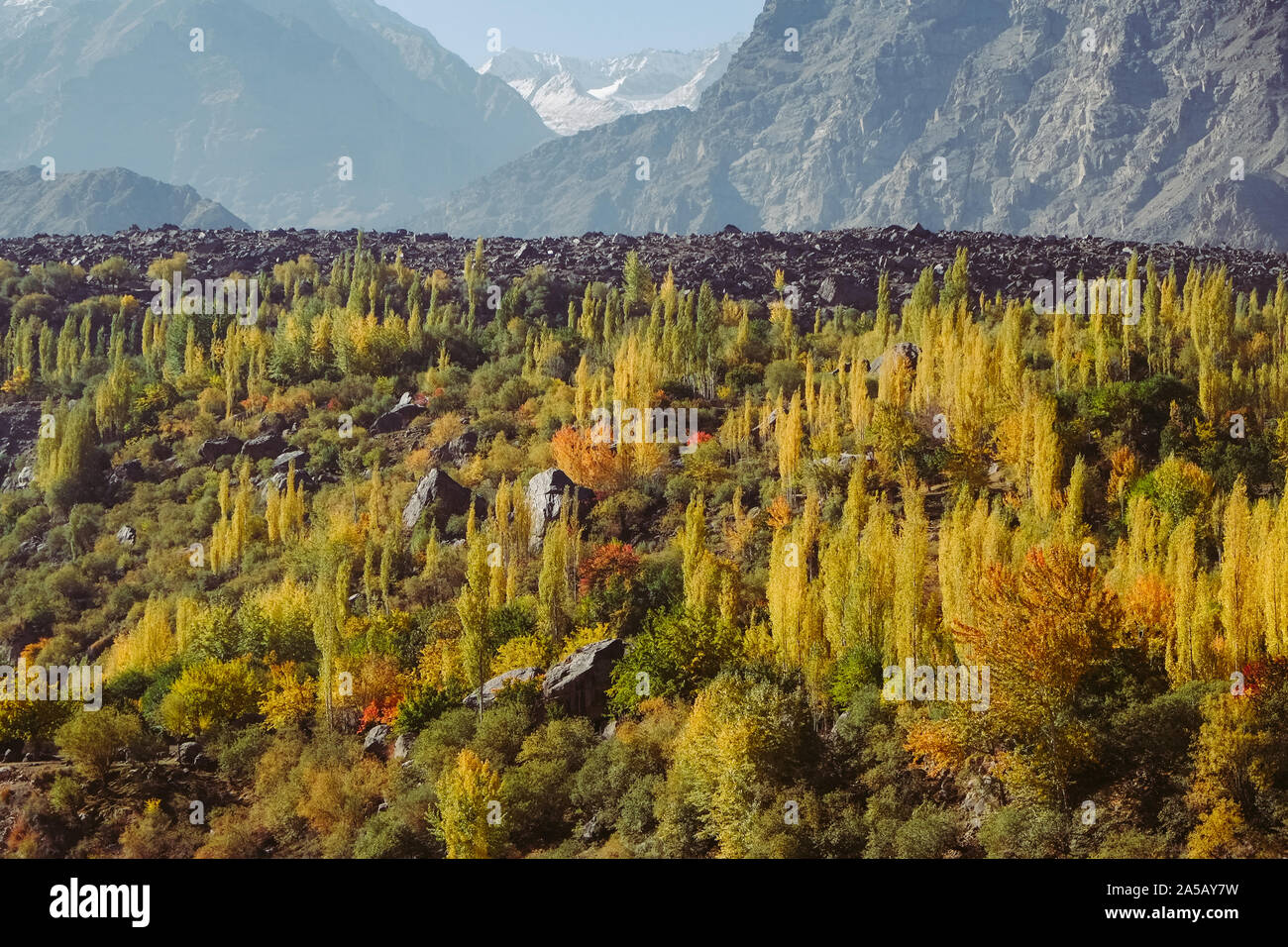 Bunte Wald Bäume auf Karakorum-gebirge zwischen Skardu und Hunza Tal in Gilgit Baltistan, Herbst im Norden Pakistans Landschaft. Stockfoto