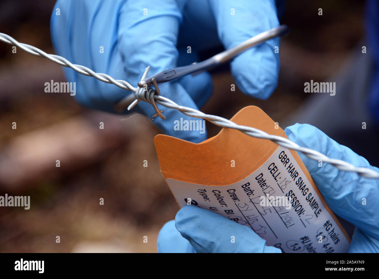 Ein Feld Forscher sammeln einer Haarprobe, die für eine wissenschaftliche DNA-Studie über Grizzly Bären im Great Bear Rainforest, in British Columbia, Kanada. Stockfoto