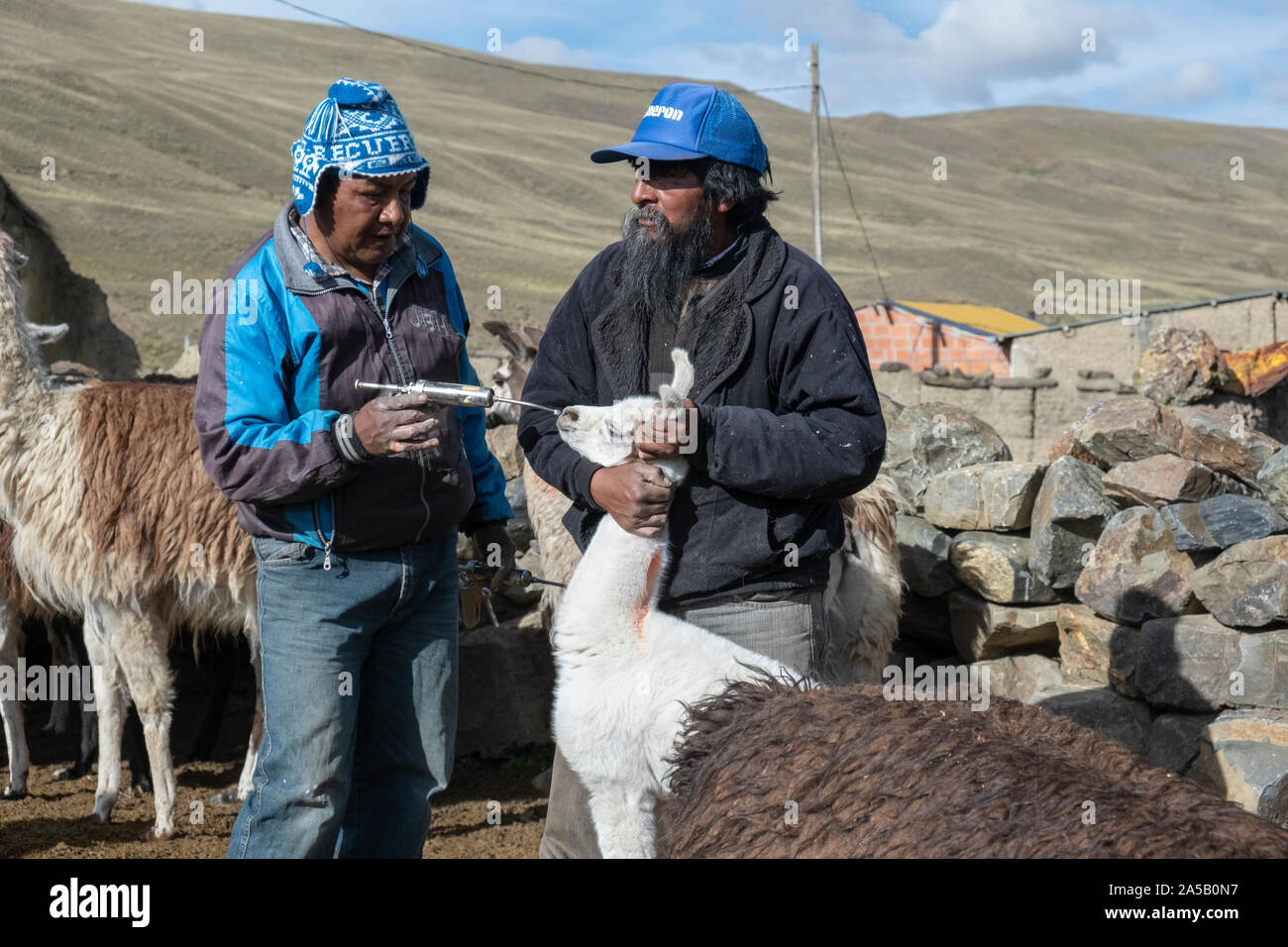 Züchter pflege Lamas, Bolivien Stockfoto