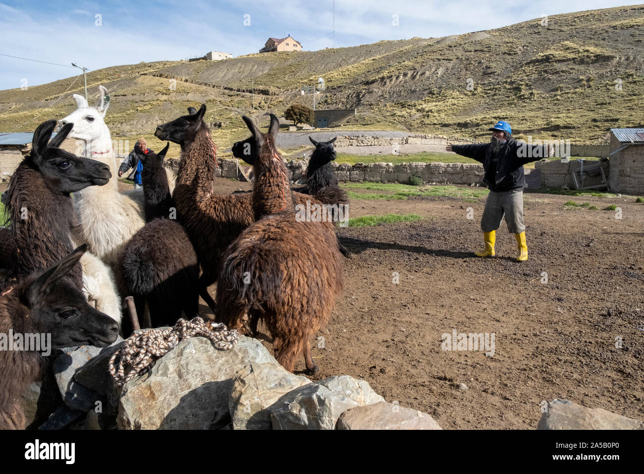 Züchter pflege Lamas, Bolivien Stockfoto