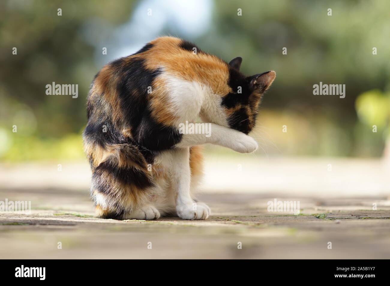 Schöne dreifarbige Katze wäscht sich mit Pfoten an einem sonnigen Hof. Stockfoto