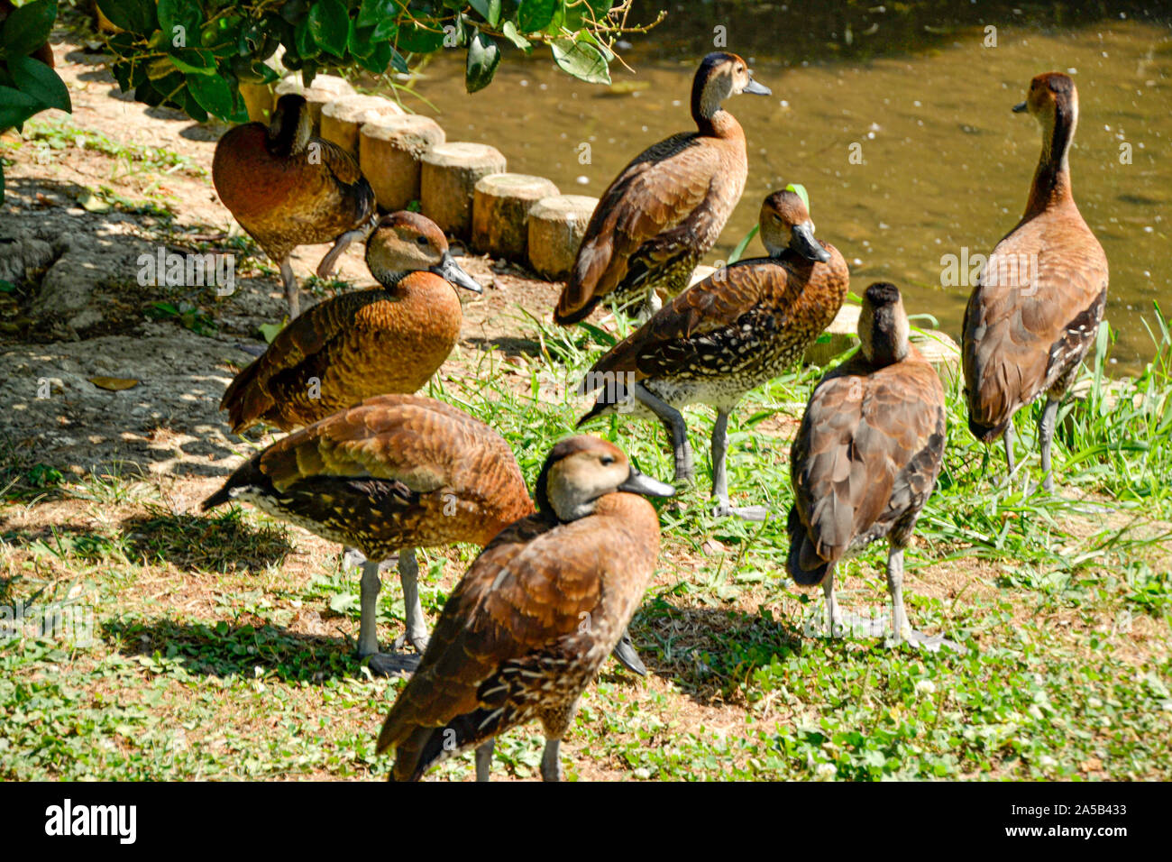 Enten/Enten im Zoo Punta Verde in Lignano (Italien)/Tierpark in Lignano/Sehenswürdigkeit in Lignano (Italien) Stockfoto