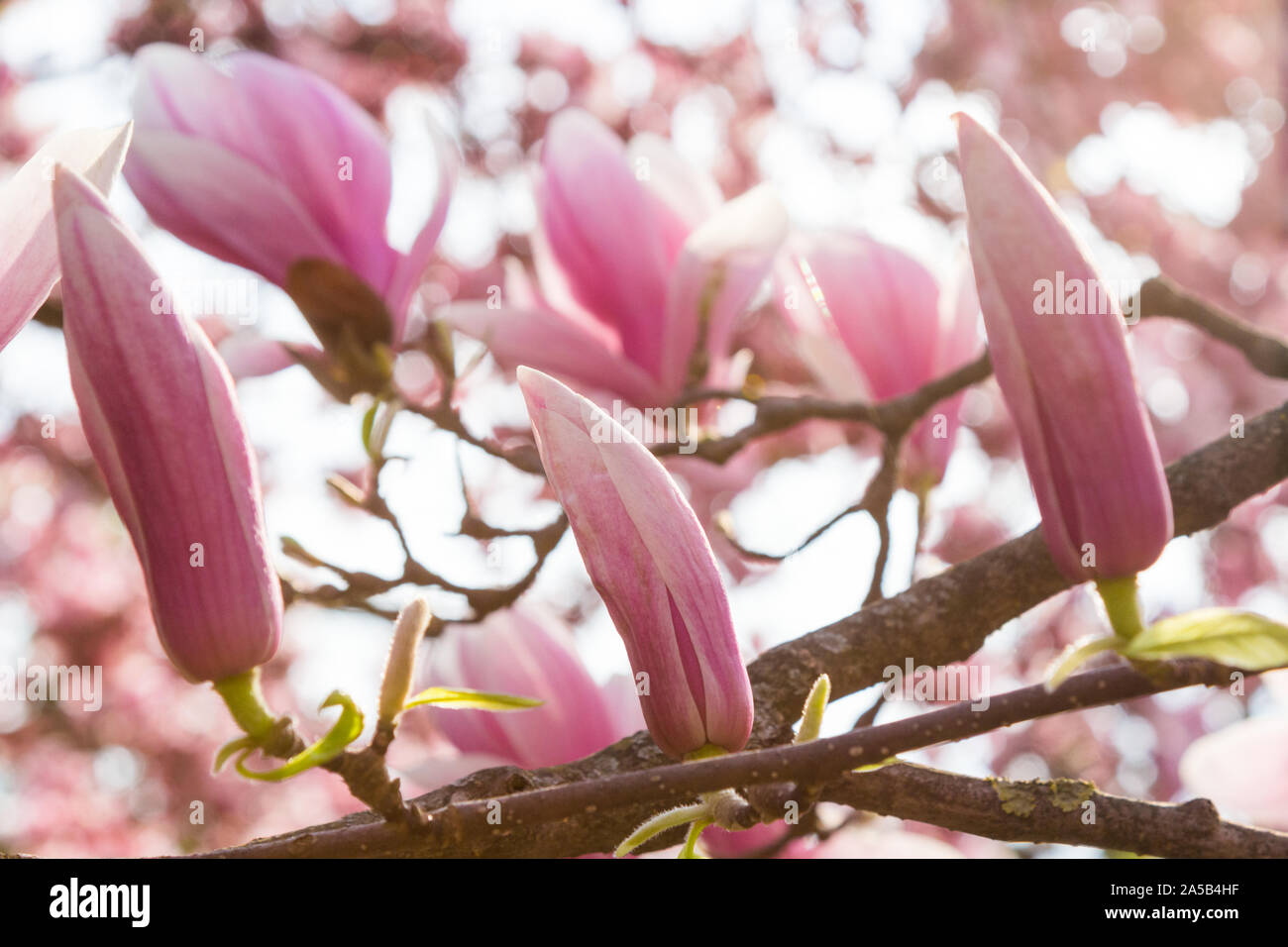 Eine der ältesten Magnolia soulangiana Bäume in Europa in voller Blüte in Sopron, Ungarn. Ca. 150 Jahre alt. Stockfoto