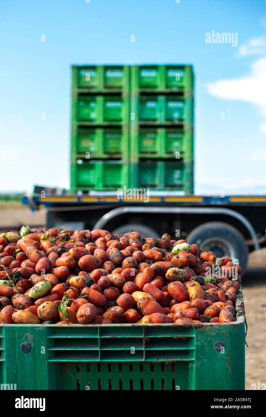 Tomaten für die Konservenindustrie. Landwirtschaft land- und Kisten mit Tomaten. Geerntete Tomaten. Stockfoto