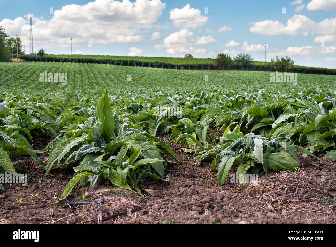 Artischocke industrielle Plantagen in Zeilen. Wachsende Artischocke in einem großen Bauernhof. Stockfoto