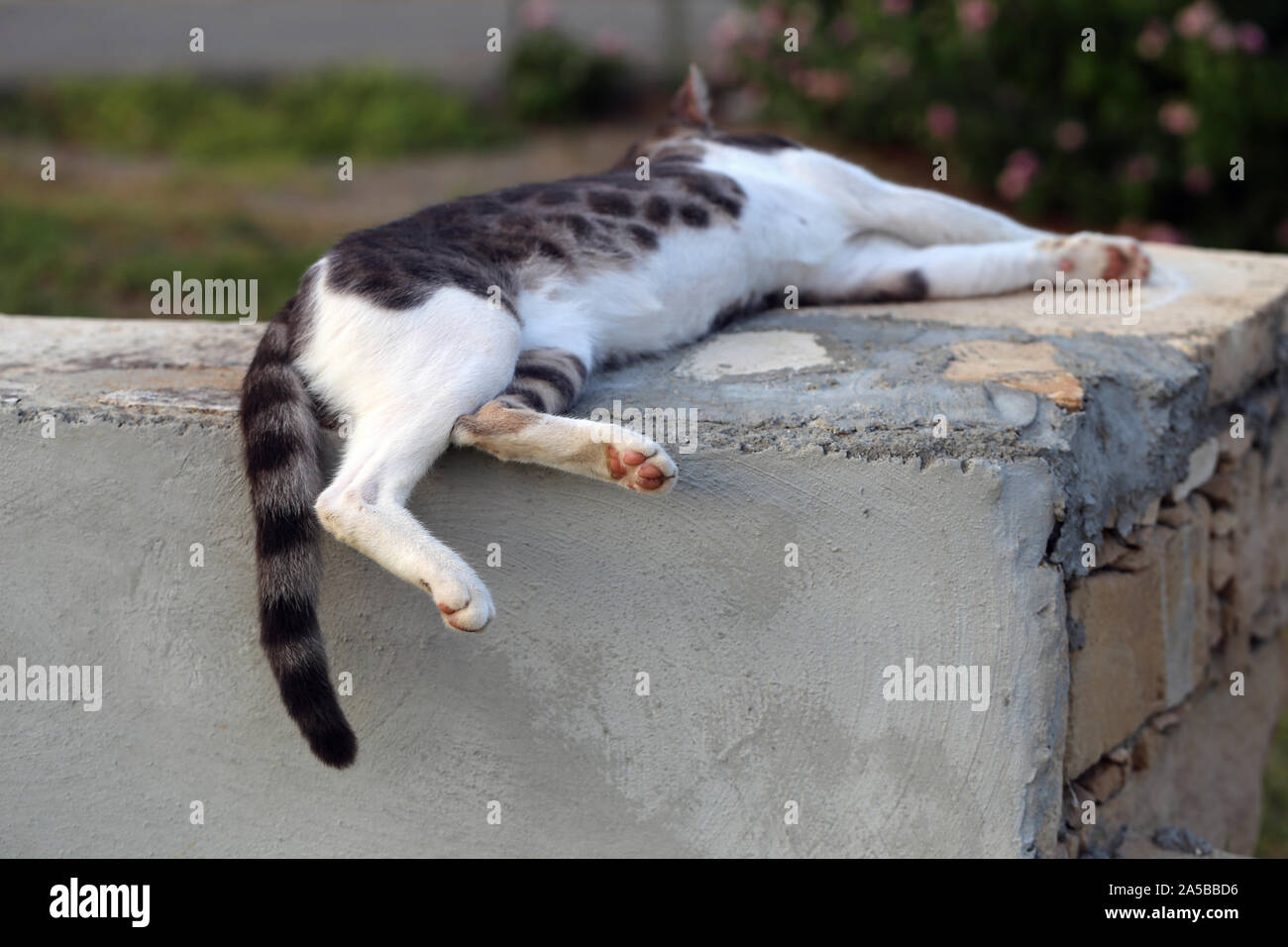Cute wild cat auf der Insel Zypern fotografiert. Flauschige, pelzigen Tier. Diese Katze hat schöne grau-weiß gestreifte Fell, super weich aussieht. Stockfoto