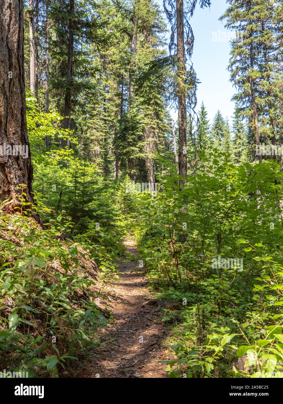 Nez Perce Lolo Trail eine Route gefolgt von Lewis und Clark sowie die Nez Perce. Stockfoto