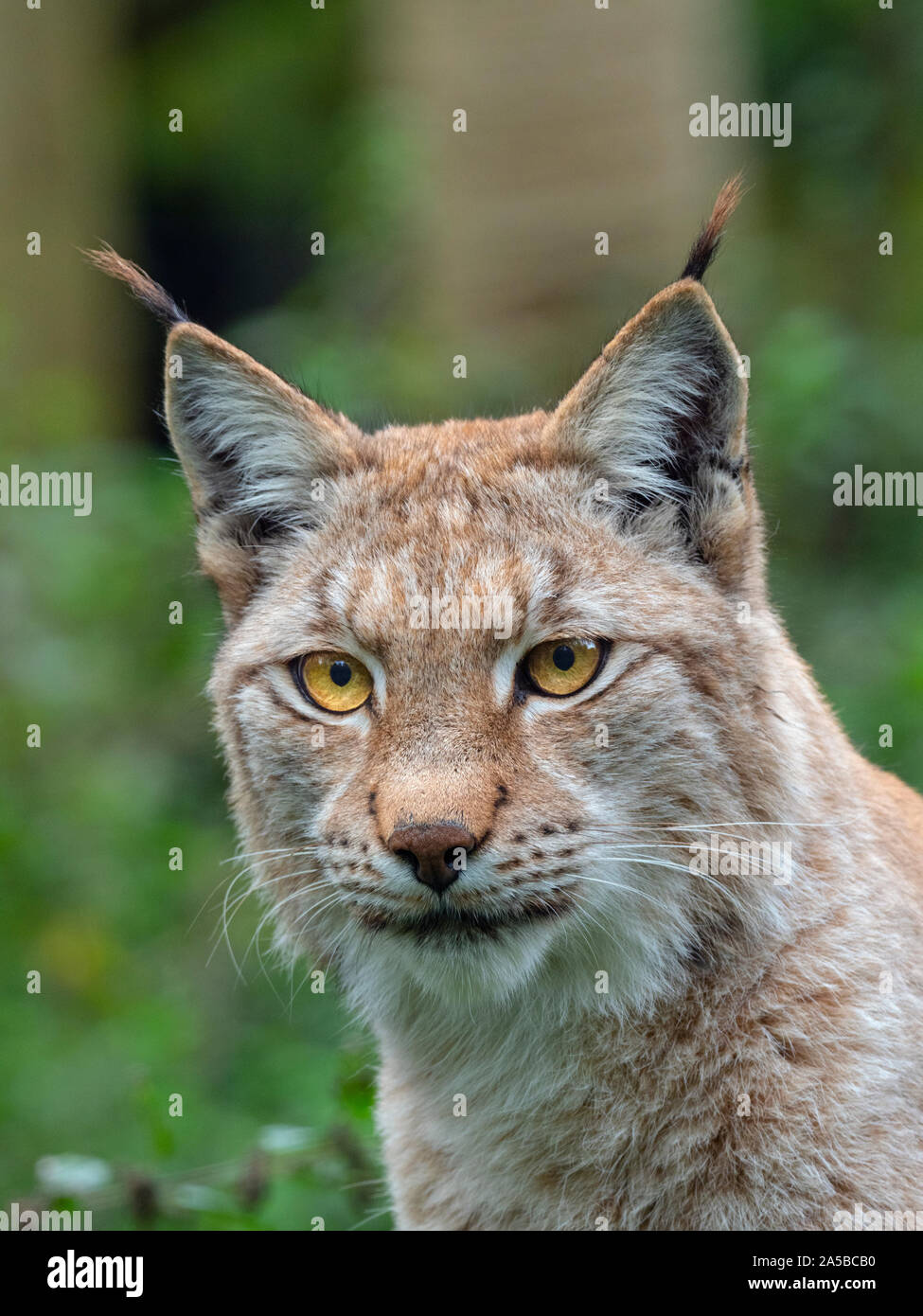 Eurasischen Luchs (Lynx lynx) und blühenden Ginster Captive Foto Stockfoto