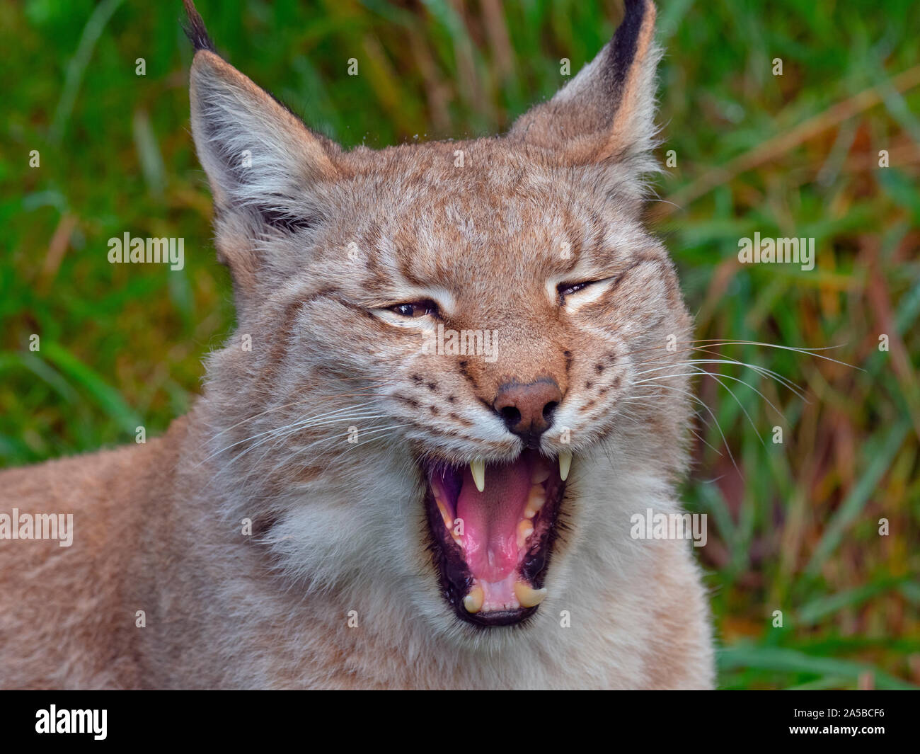 Eurasischen Luchs (Lynx lynx) und blühenden Ginster Captive Foto Stockfoto